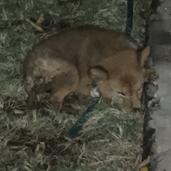 5Lives*