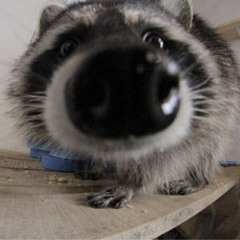 lotsofpotatoes