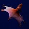 DJ Damp Squid