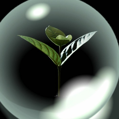 The Green Leaf’s avatar