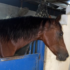 Abu Shehri