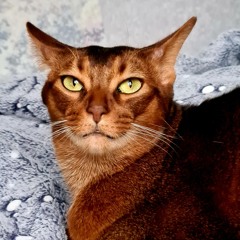 Маргарита