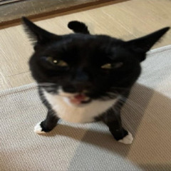kotiks