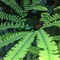 greenarchist