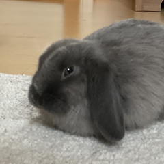 Mimmi