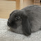 Mimmi