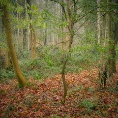 16 May 2023: Dawn chorus (excerpt) in a forest in Midlothian (Scotland)