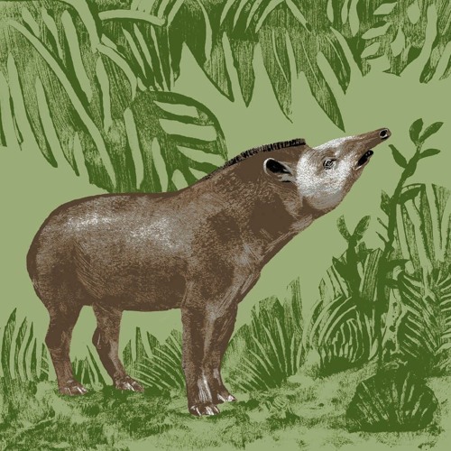 Bernard Tapir’s avatar