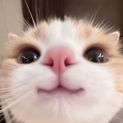 sidjuh