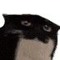 Maxwell the cat