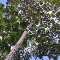 Phạm Quốc Khánh