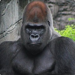 musikal gorilla