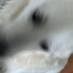 felix.dance