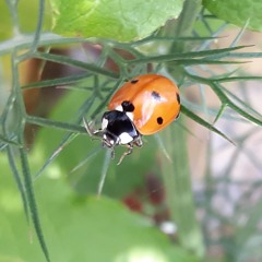Vivien Richardson&Friends