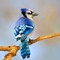 BLUEJAY_69