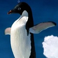 pingouin qui T-pose