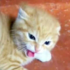 MAD CAT