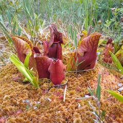 Il était une chèvre