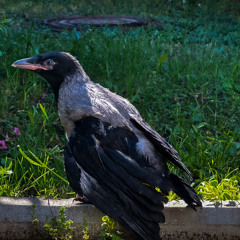 МИРОСЛАВ BOYCHUK