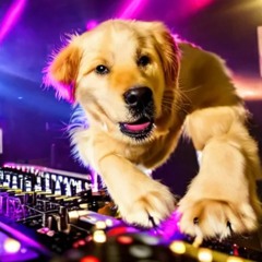 dj golden retriever