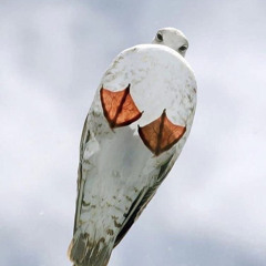 Seagull Gal