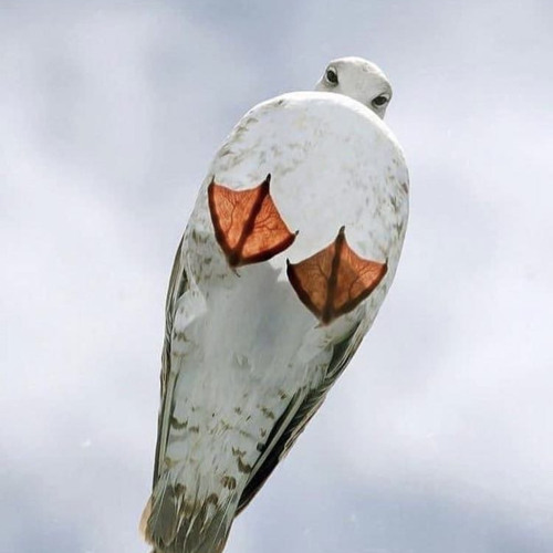 Seagull Gal’s avatar