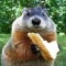 Marmota G