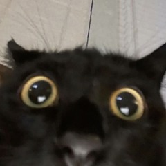 melony