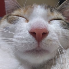 Bun Dus