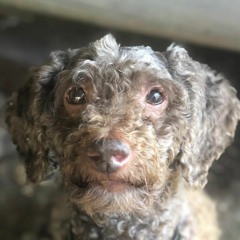 napo