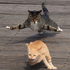 SirLeggingvoncheeseraythefourth