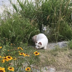조아
