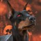 Mystic Hellhound