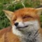 I_Love_Foxes