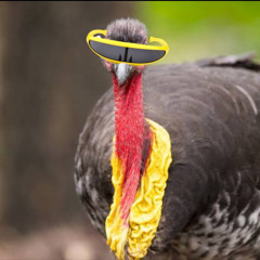 Bush Turkey