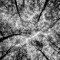 blvcktree