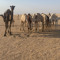 العدواني