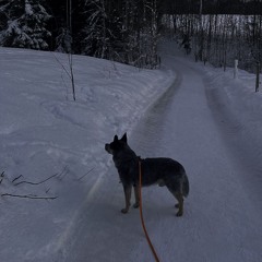 i was beat with a ukulele