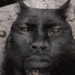 Kevin Hart cat