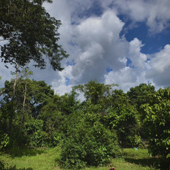 alehzr