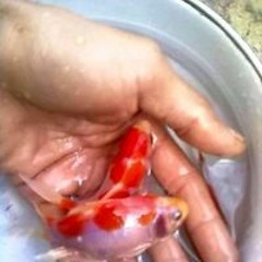 Aris Payakumbuh Aquarium