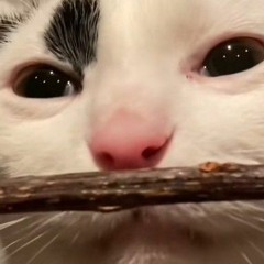 sam