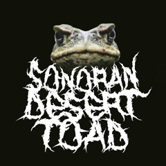 sonoran_desert_toad