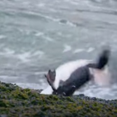 to noise making (sing) lazy cover snippet