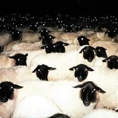 hydratedsheep