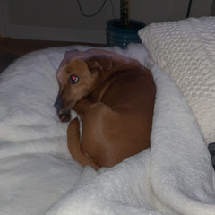 murphy
