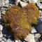 Heart of nature