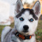 wolfie