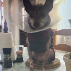 snailsuckerworldwide