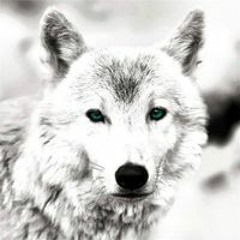 Йоана Йонкова Михайлова